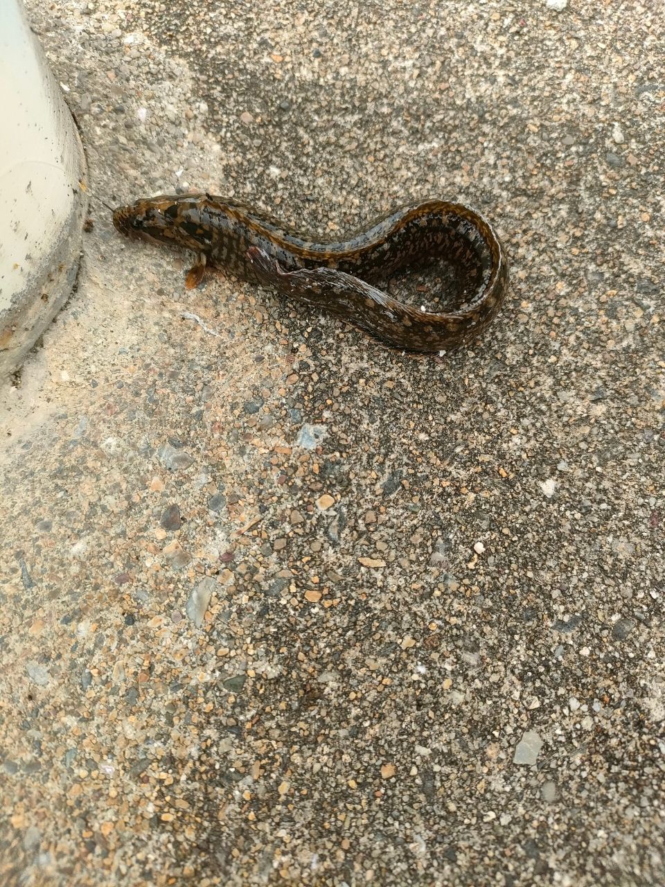 ダイナンギンポ