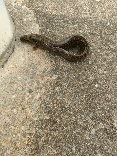 ダイナンギンポの釣果