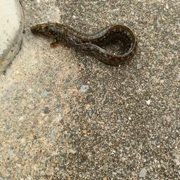 ダイナンギンポ