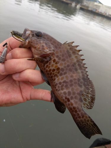 オオモンハタの釣果