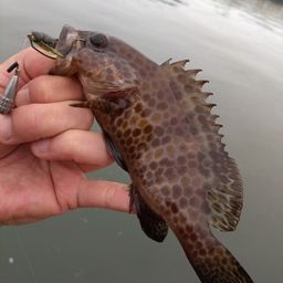 オオモンハタ