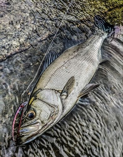 ヒラスズキの釣果