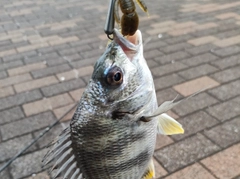 キビレの釣果