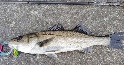 シーバスの釣果