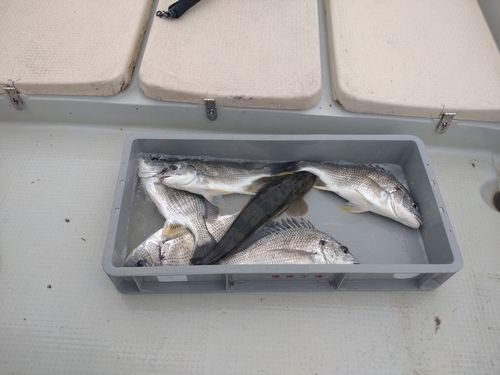 キビレの釣果