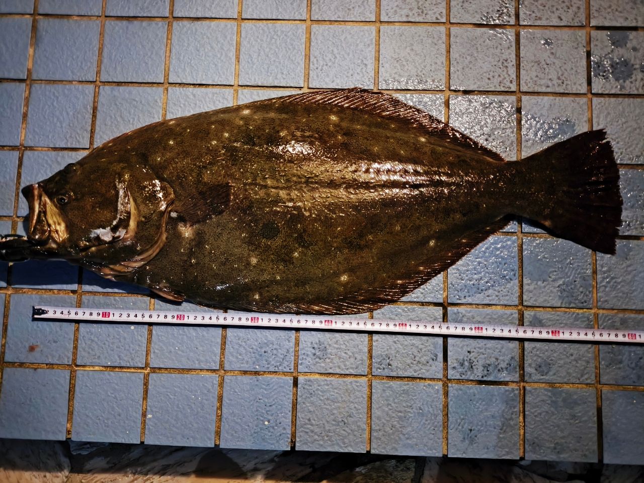 ヒラメ