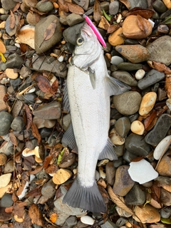 ヒラスズキの釣果