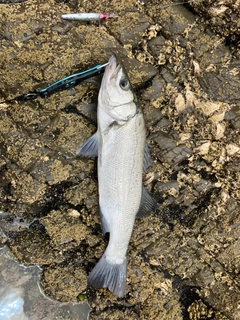 ヒラスズキの釣果