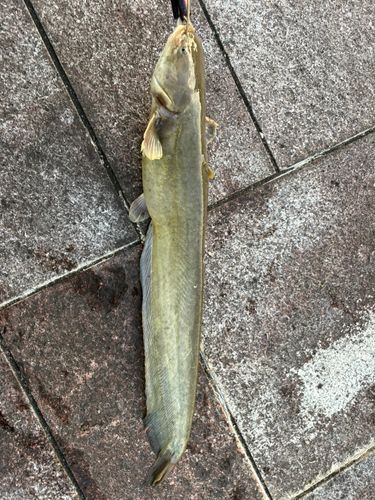 ナマズの釣果