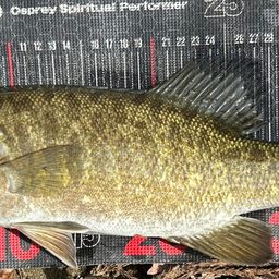 スモールマウスバス