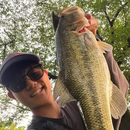 ラージマウスバス