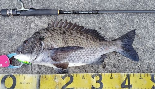 チヌの釣果