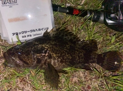 タケノコメバルの釣果