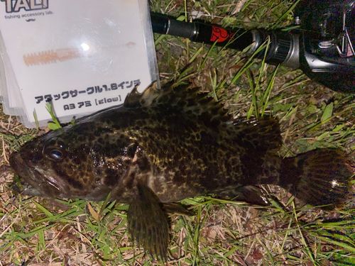 タケノコメバルの釣果