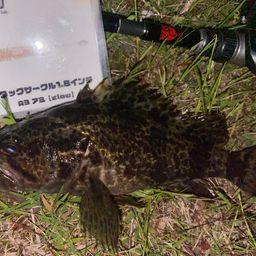 タケノコメバル