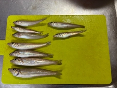 キスの釣果