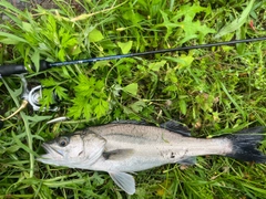 セイゴ（タイリクスズキ）の釣果