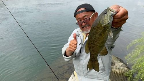 スモールマウスバスの釣果