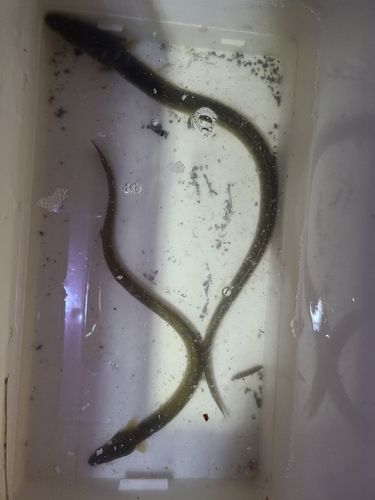 ウナギの釣果