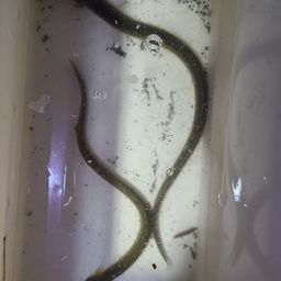 ウナギ
