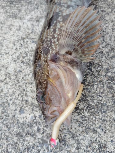 アイナメの釣果