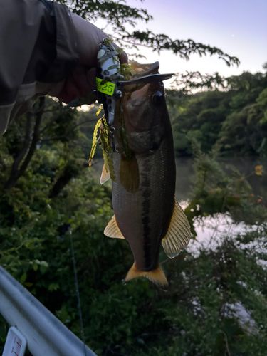 ラージマウスバスの釣果