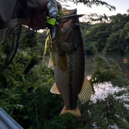 ラージマウスバス