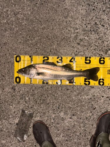 シーバスの釣果