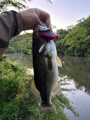ラージマウスバスの釣果