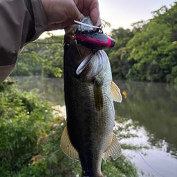 ラージマウスバス