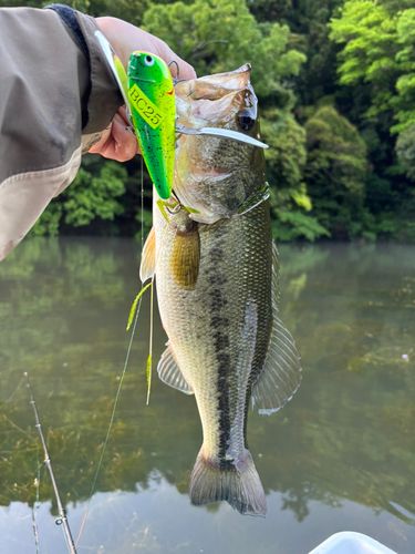 ラージマウスバスの釣果