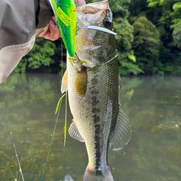 ラージマウスバス