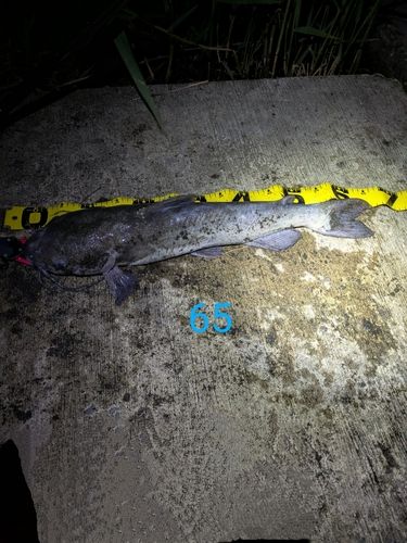 アメリカナマズの釣果