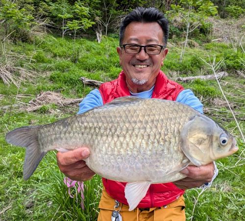 ヘラブナの釣果
