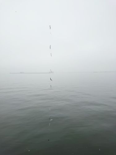 カタクチイワシの釣果