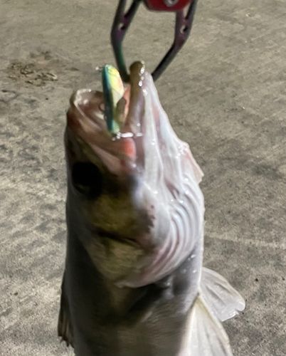 シーバスの釣果