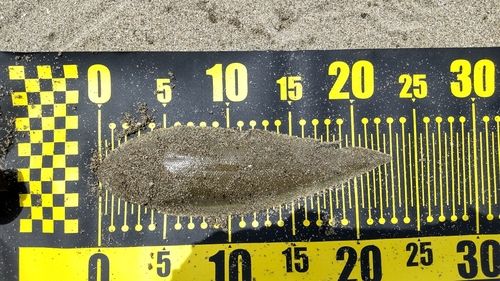 シタビラメの釣果