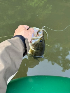ラージマウスバスの釣果