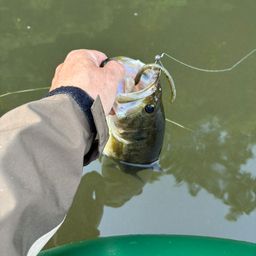 ラージマウスバス