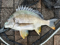 キビレの釣果