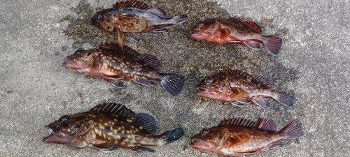 カサゴの釣果