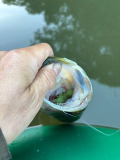 ラージマウスバスの釣果