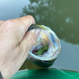 ラージマウスバス