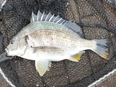 キビレの釣果