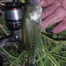 ラージマウスバス