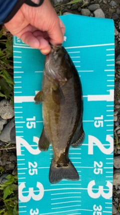 スモールマウスバスの釣果