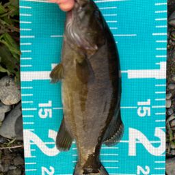 スモールマウスバス