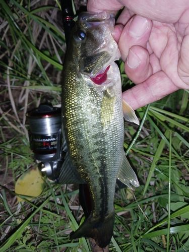 ラージマウスバスの釣果