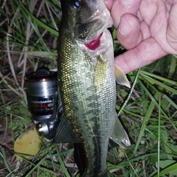 ラージマウスバス