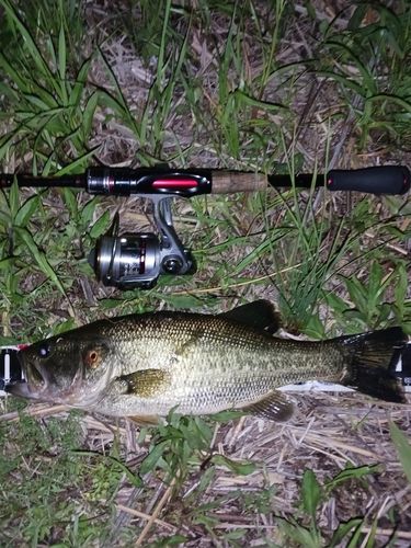 ラージマウスバスの釣果